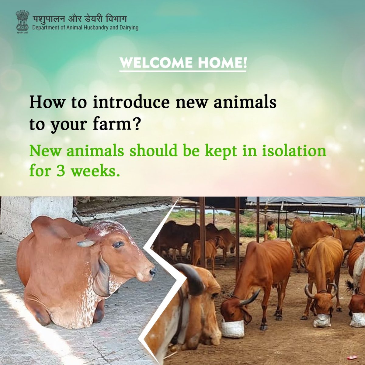 Welcome Home: New animals undergo a 3-week isolation period. It's not just about keeping them safe; it's about ensuring a healthy start for everyone. #IsolationPeriod #HealthyStart #FarmCare