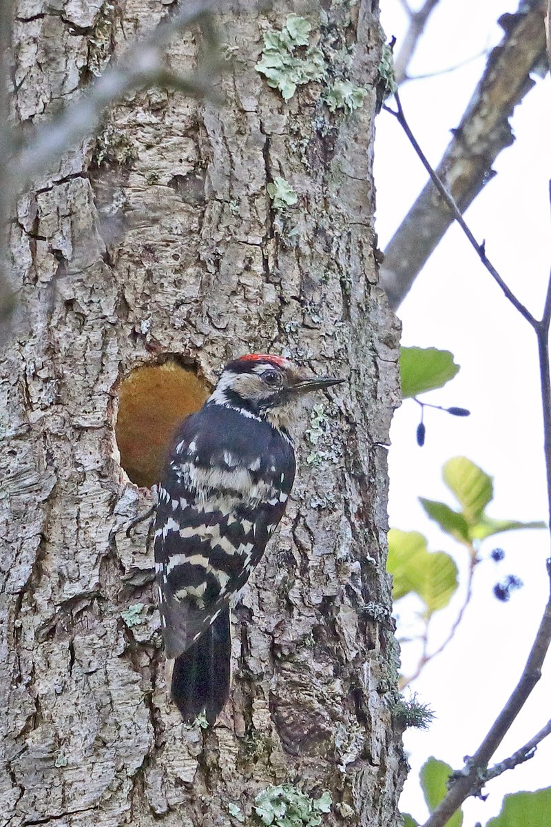 Lesser Spotted Woodpeckers will be feeding their chicks in the nest, so now is a good time to check the woods where they were earlier in the year. If you find a nest please watch carefully and send observations, in confidence, to Lesser Spot Network via woodpecker-network.org.uk