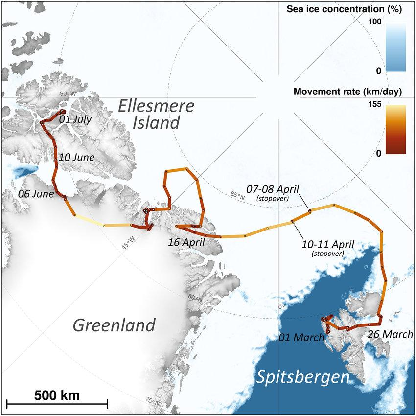 The journey of an Arctic Fox who walked from Norway to Canada.