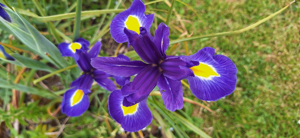 The iris are starting to open up...