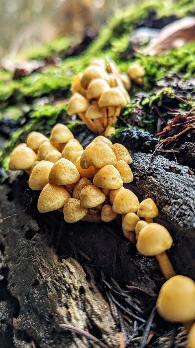 Un joli groupe / A nice group / Spéc. : Google Pixel 6, ƒ/1,85, 1/69, 6,81 mm, 52 ISO / #photographie #photography #Google #Pixel #TeamPixel #GooglePixel #champignon #mushroom #FungiFriends