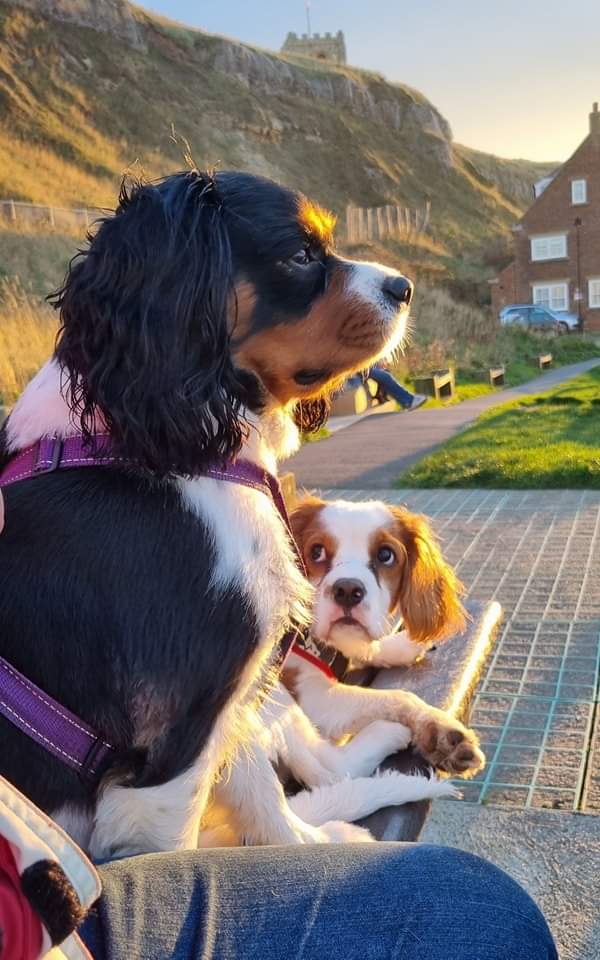 Theo is coming home at lunchtime! 😁 He still has loose bowels but no blood and is eating and hydrated so vet happy to discharge him with some meds 😁❤️ Chester has missed him lots too, feels quite emotional to get the Moore #cavpack back together ❤️❤️