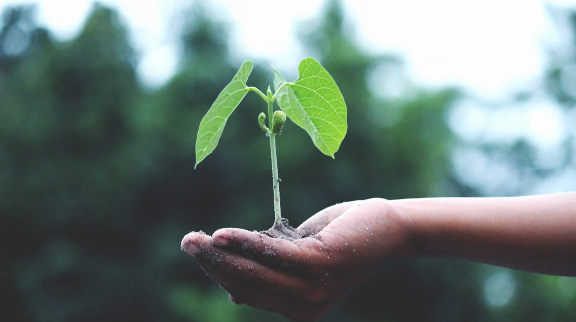 Happy @UN International #PlantHealthDay! For today. we have developed this blog recognising the importance of plant health and the impacts of climate change worldwide. Read more: brnw.ch/21wJHls #PlantHealthDay #IDPH2024 #PlantHealth