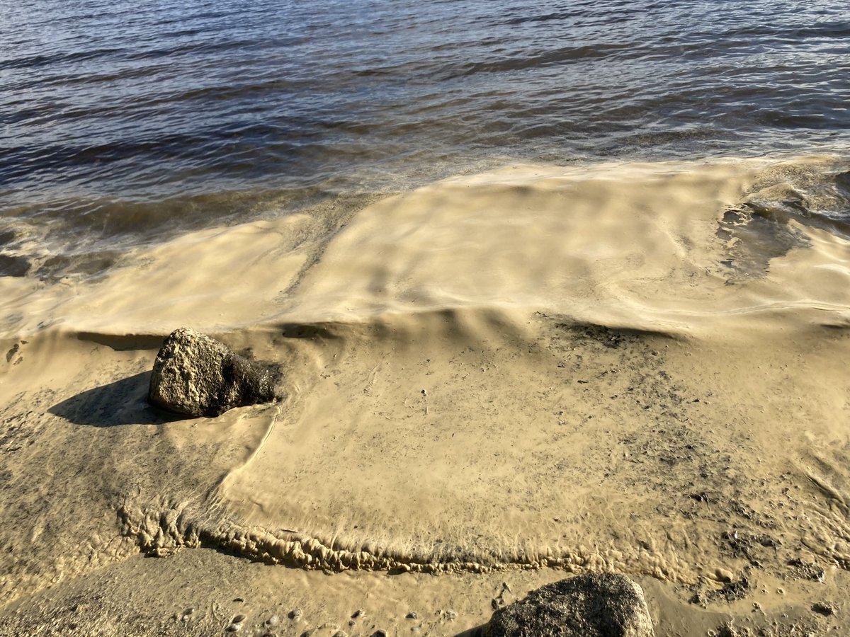 phoebe_kw's tweet photo. @SteveThackeray Similar sight on the shores of Loch Lomond https://t.co/yJx1oOhkXR