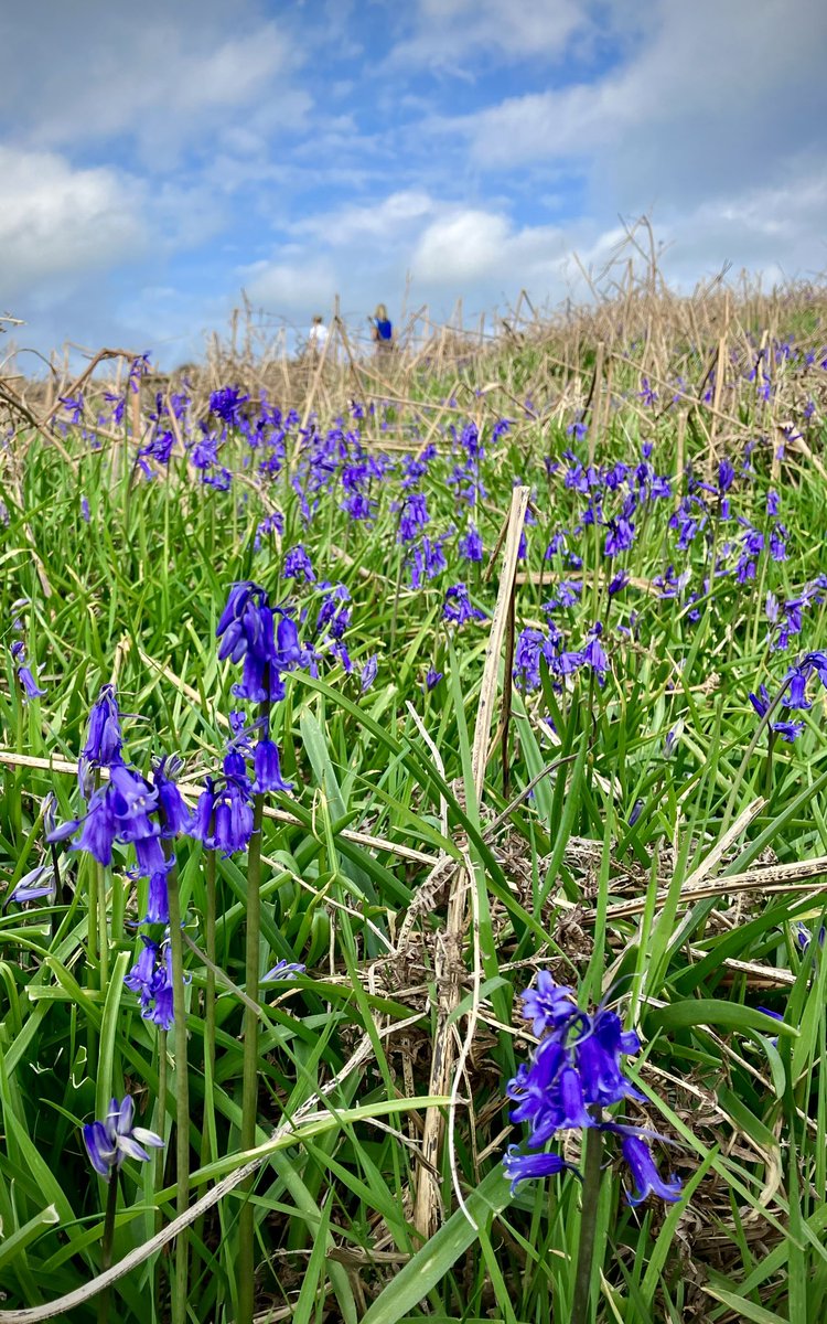 Enjoying the last of the #bluebells #Scotland 🏴󠁧󠁢󠁳󠁣󠁴󠁿 Loch Ardinning @ScotWildlife @wildflower_hour #wildflowers @BBCScotWeather @StormHour @ThePhotoHour