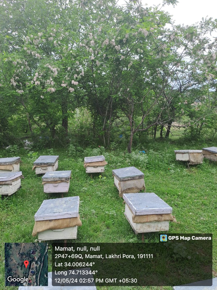 #FabaHoney #apiary in #Kashmir