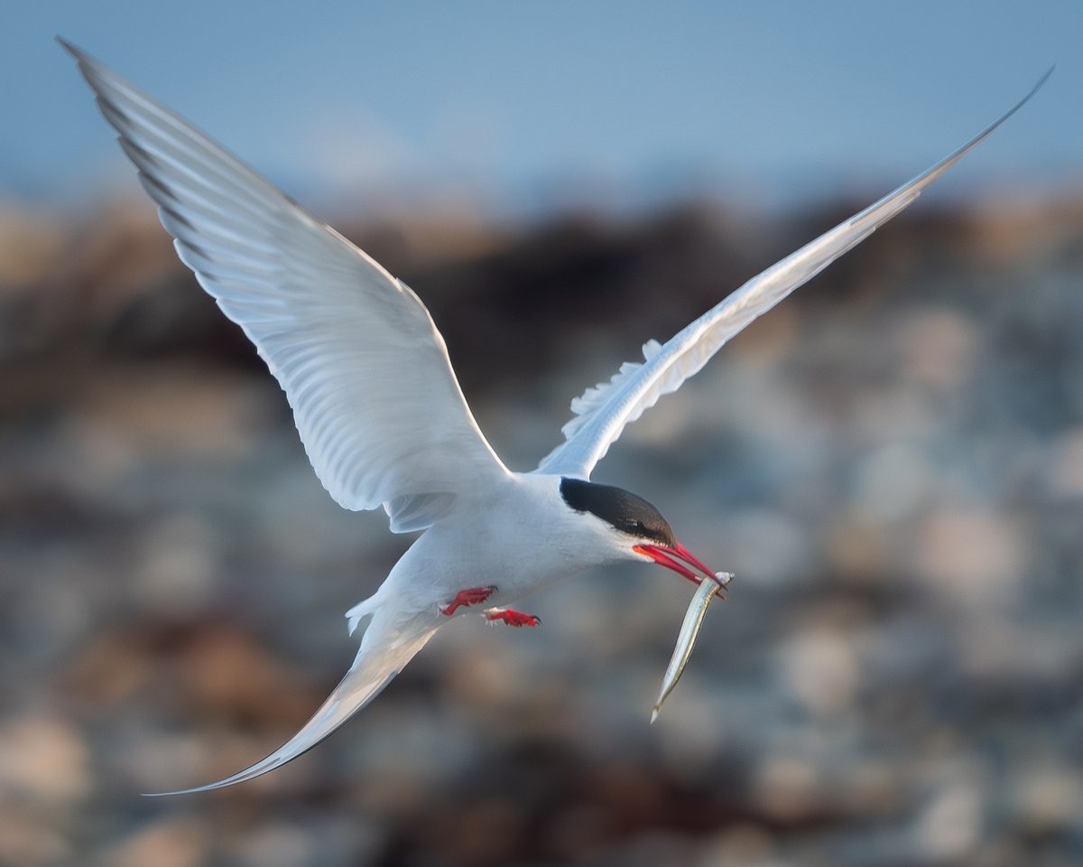 Arctic Tern, Point of Ayre, 2024 🇮🇲 #isleofman