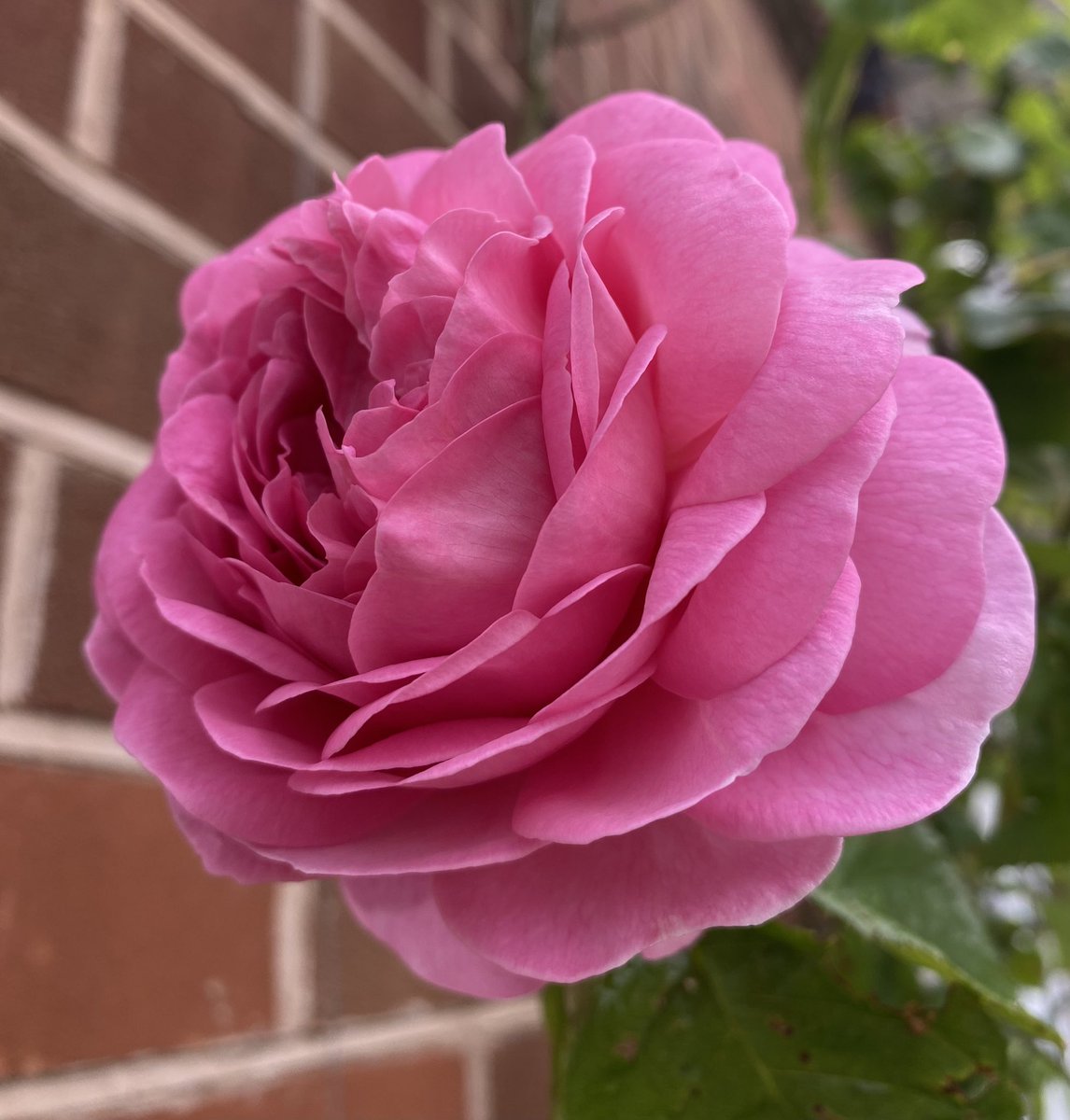 Well there’s a lovely surprise. Welcome Constance Spry 🥰 
#GardeningX #Roses #RoseADay #GardeningTwitter #sundayvibes