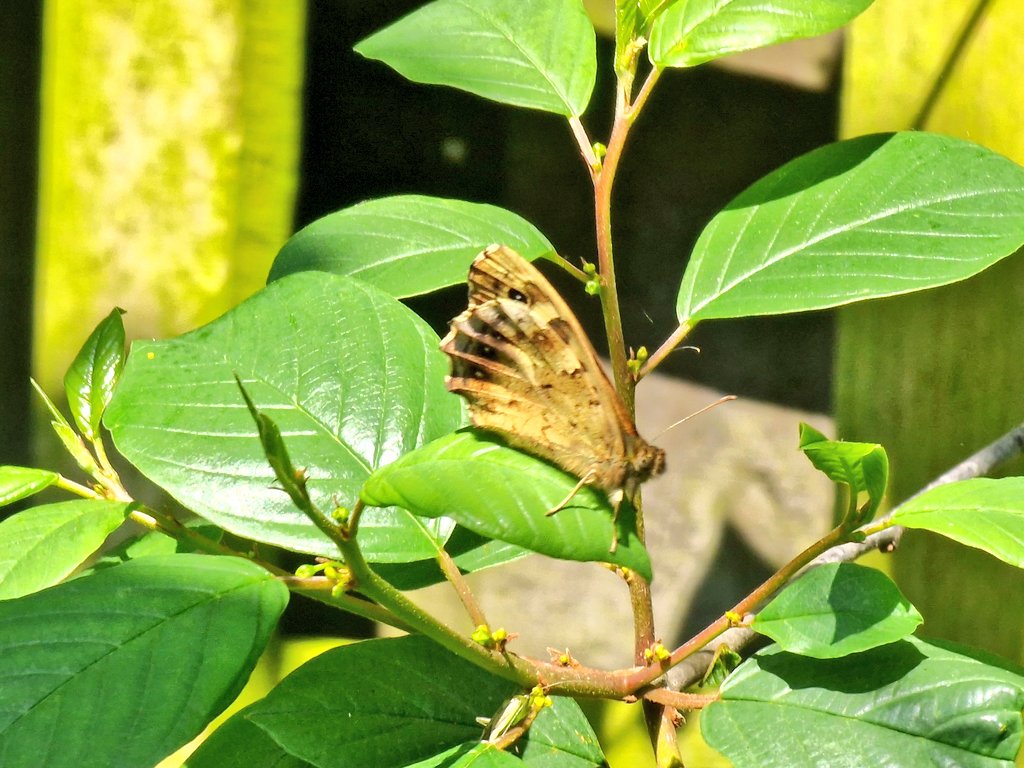 In the latest in an incidental series of #NotTheTargetSpecies, this speckled wood has taken a shine to the alder buckthorn planted for brimstones as a perching post. Very welcome though and looks like he wants to stay. @savebutterflies