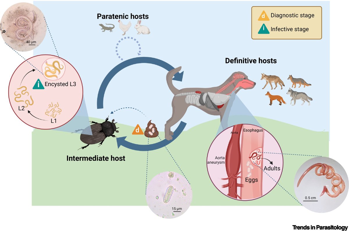 New Parasite of the Month: #Spirocerca #lupi, a parasitic #nematode that infects domestic and wild #canids in tropical and subtropical regions, authored by Paula Alfaro-Segura, Gad Baneth &amp; Alicia Rojas.

authors.elsevier.com/a/1j3vR5Eb1xJI…