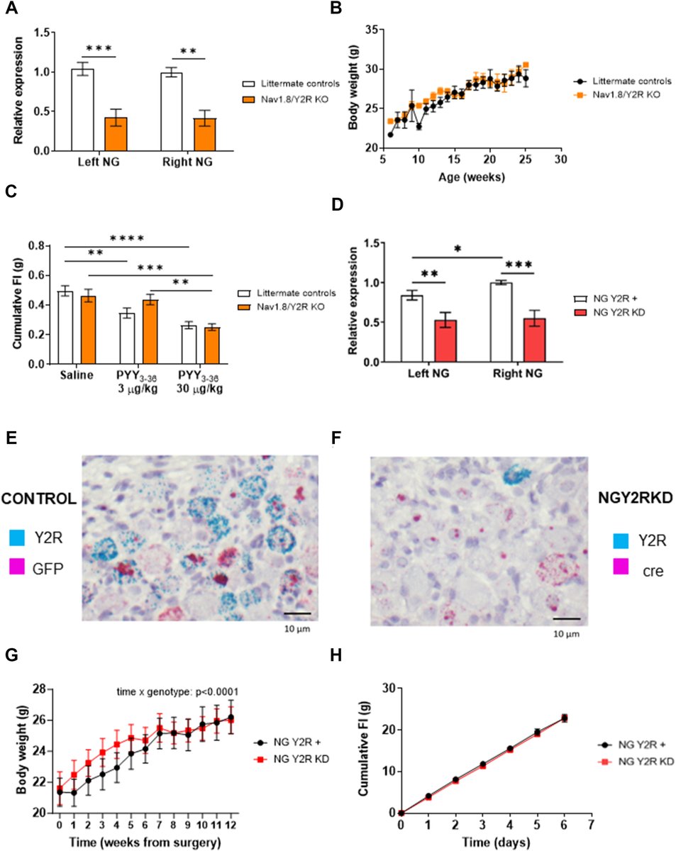 Molecular Metabolism (@molmetab) on Twitter photo New insights into #appetite regulation: Research uncovers the role of the vagus nerve in mediating the effects of gut hormone PYY3-36 on food intake.
Understanding this mechanism could pave the way for novel anti-#obesity treatments.
👩🔬🧑🔬<a href="/imperialcollege/">Imperial College London</a>
🔗sciencedirect.com/science/articl… New insights into #appetite regulation: Research uncovers the role of the vagus nerve in mediating the effects of gut hormone PYY3-36 on food intake.
Understanding this mechanism could pave the way for novel anti-#obesity treatments.
👩🔬🧑🔬<a href="/imperialcollege/">Imperial College London</a>
🔗sciencedirect.com/science/articl…
