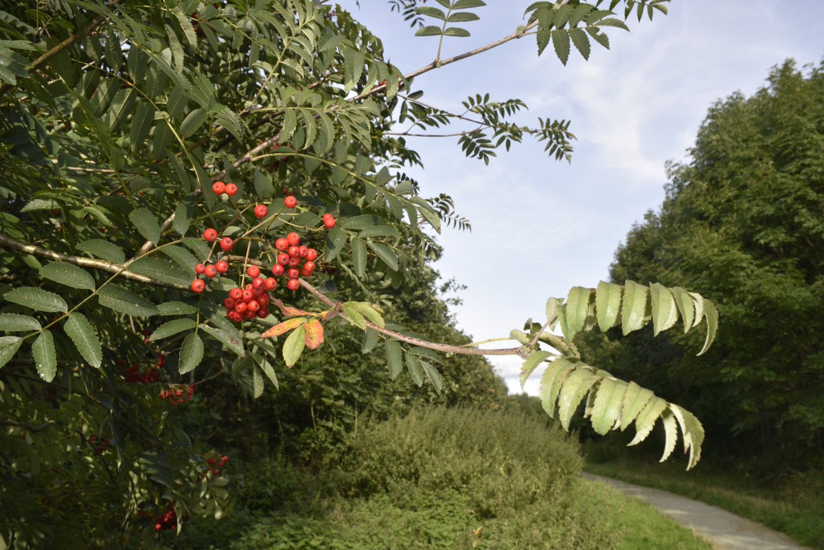 The best native #trees to plant in a hedgerow: 🌱 Beech 🌱 Blackthorn 🌱 Dogwood 🌱 Hawthorn 🌱 Hornbeam 🌱 Holly 🌱 Rowan 🌱 Wayfaring tree 🌱 Yew Learn how to plant your own #GardenHedge here: woodlandtrust.org.uk/blog/2023/05/b… #NationalHedgerowWeek @TheTreeCouncil @Hedgelink_UK