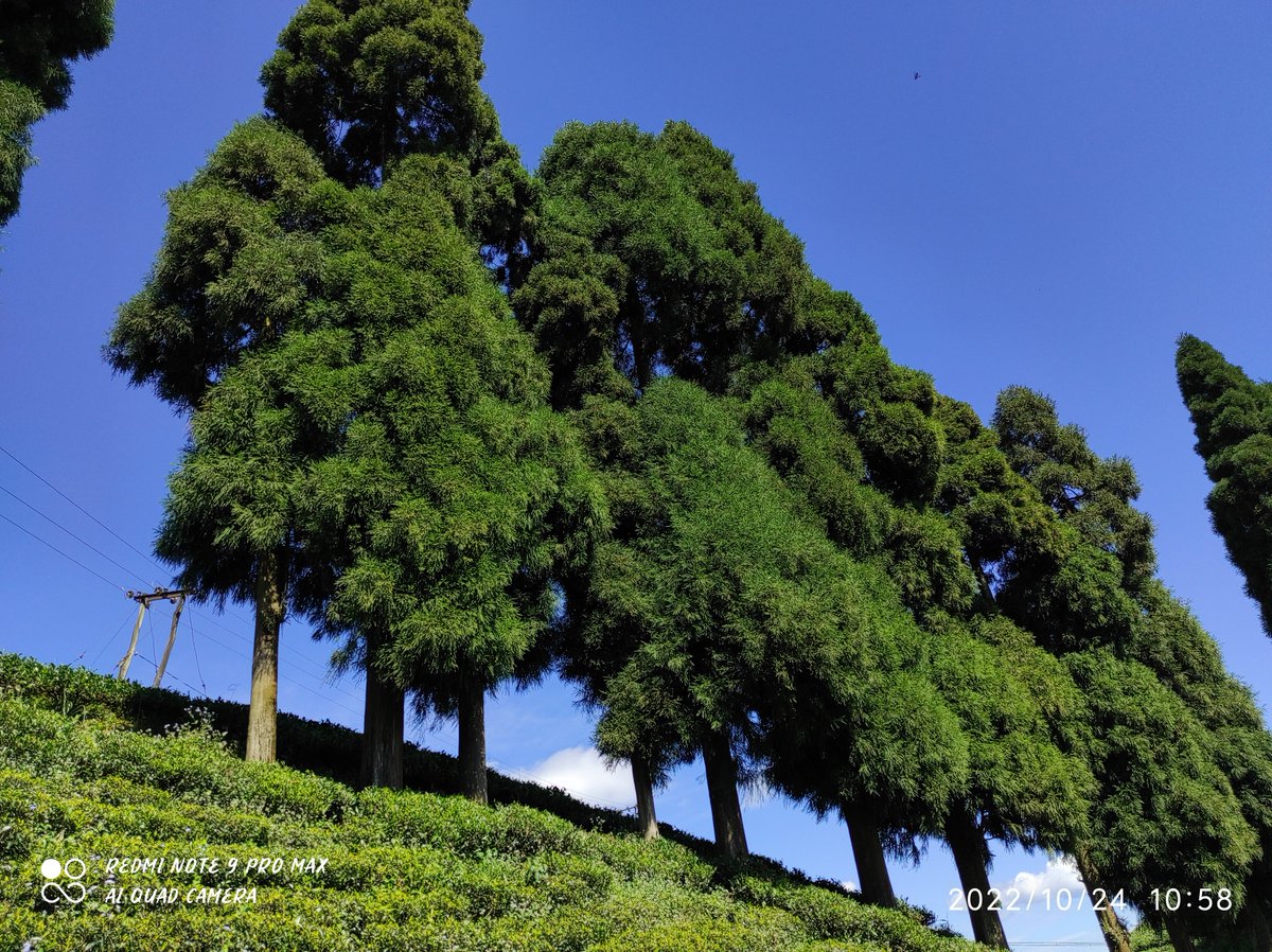 Tree shots 🌲🌳🎋 ..... 

#TreePlanting #PhotographyIsArt