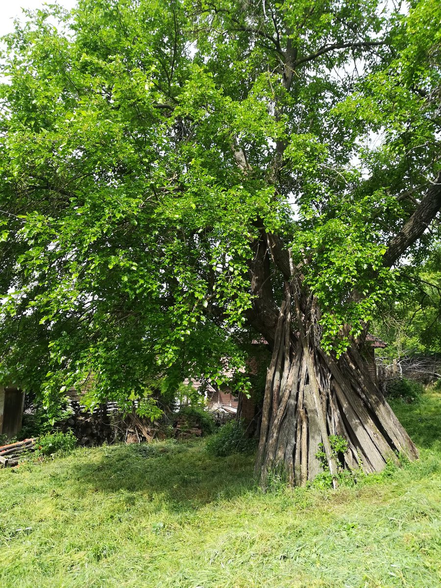 Ovo drvo staro je preko 150 godina... 🌳🥬🟩