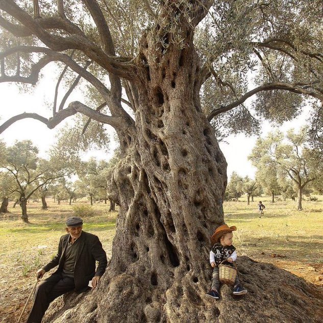Türkiye’nin meyve veren en yaşlı Zeytin Ağacı “Ata Ağaç” yaklaşık 3200 yaşında🕊 

📍Muğla, Milas