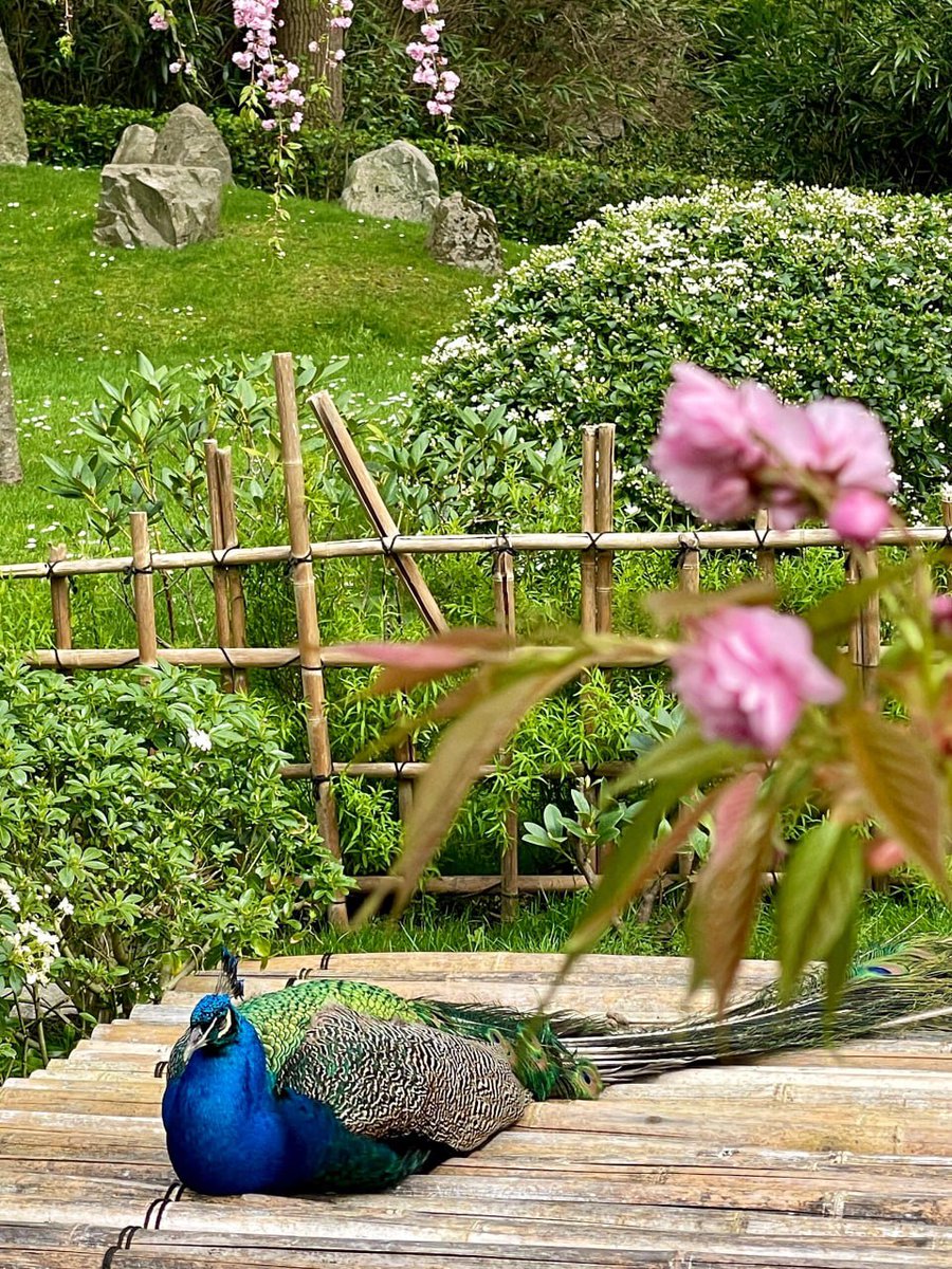 The peacock freezes🦚
