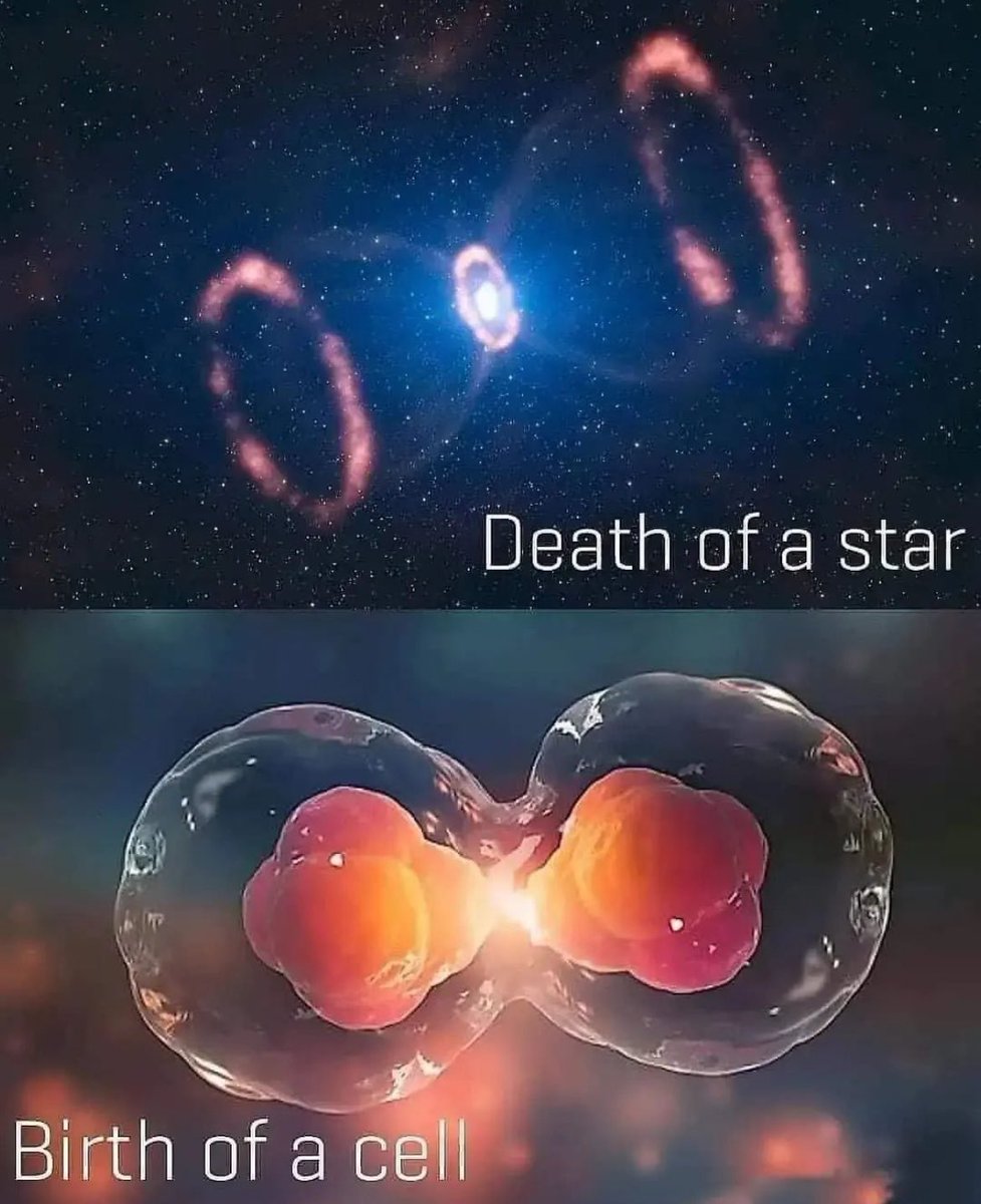 Death of a star and the birth of a cell. Sometimes the cosmos reminds us of the beautiful cycle of life and death. #CosmicCycle #LifeAndDeath #CellularBirth #Space #Biology