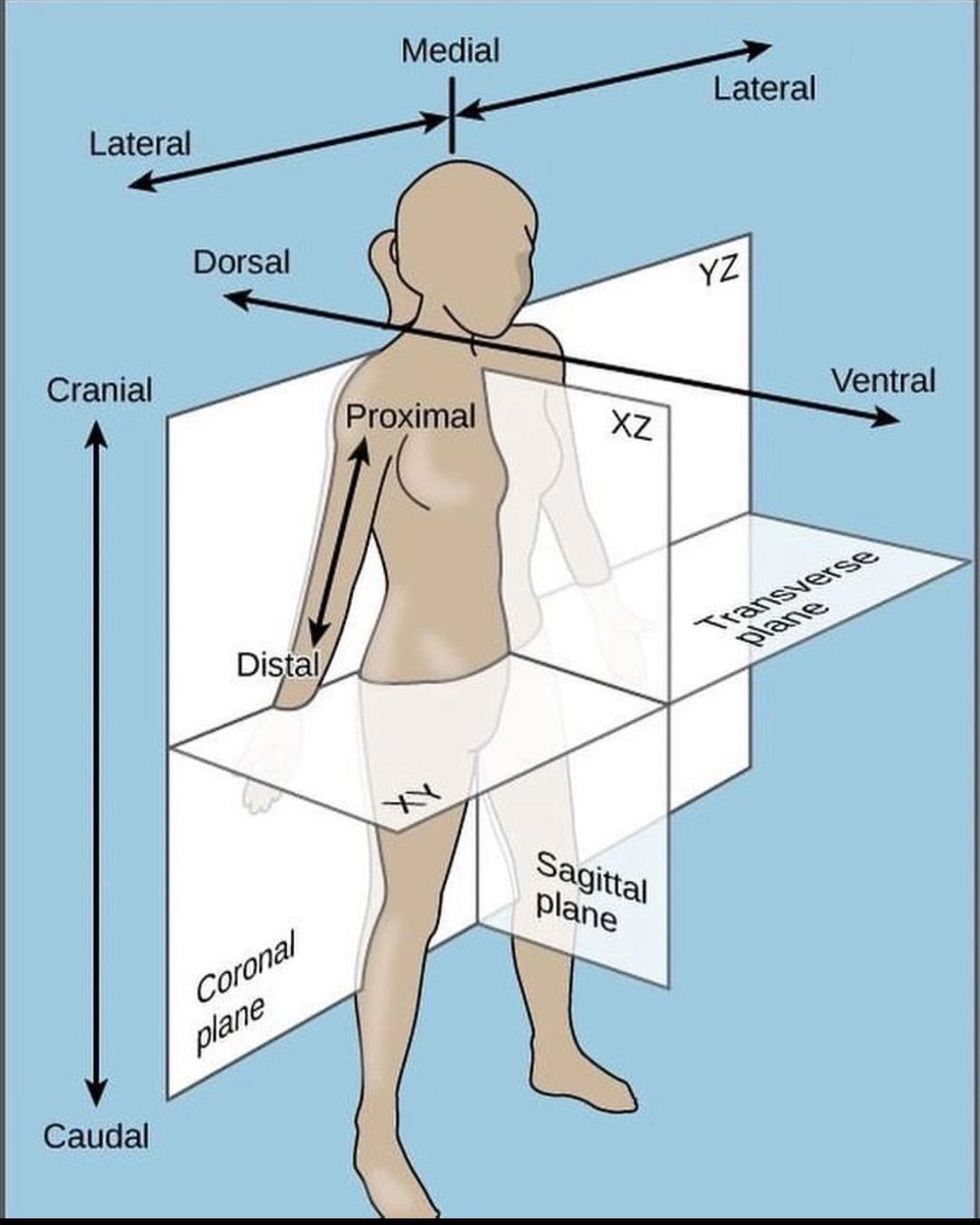 Anatomical planes and positions.