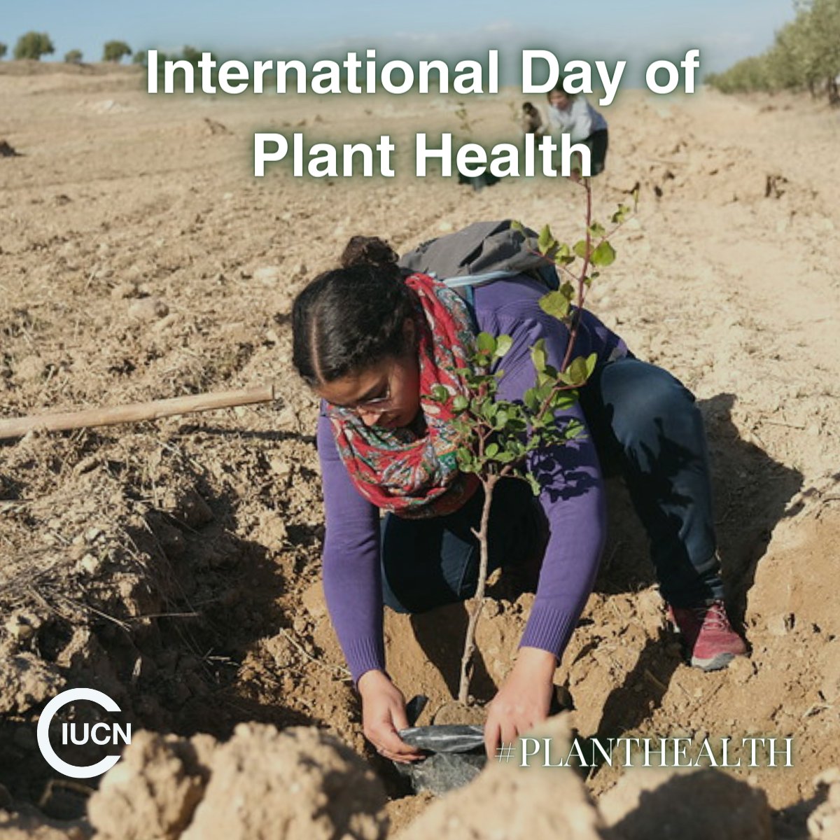 🌿 On International Day of Plant Health, we recognize the vital role agriculture plays in our lives and ecosystems. As we look towards 2030, sustainable agricultural practices are crucial for conserving nature and building resilient societies. Learn more 🔗iucn.org/our-work/topic…