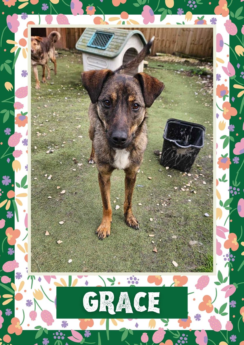 Grace would like you to retweet her so the people who are searching for their perfect match might just find her 💚🙏 oakwooddogrescue.co.uk/meetthedogs.ht… 
#teamzay #dogsoftwitter #rescue #rehomehour #adoptdontshop #k9hour #rescuedog #adoptable #dog