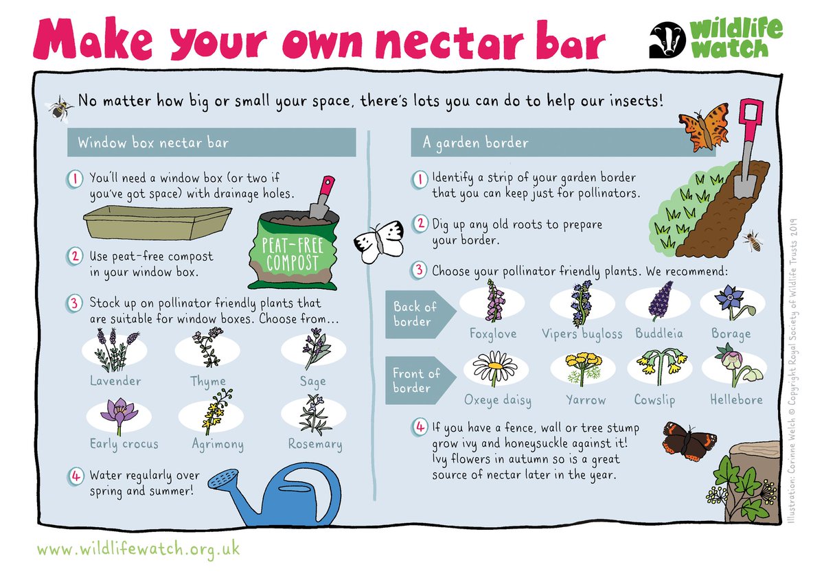 Make a nectar bar and get your garden buzzing with pollinators 🐝 🦋 wildlifewatch.org.uk/activities