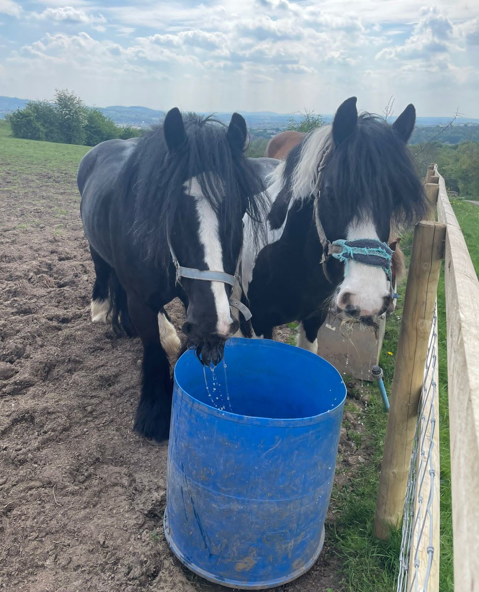 💦Stay hydrated!💦 Our lovely ponies wanted to remind you all to stay hydrated in this hot weather! 💦🐴🥰☀️ Fun Fact: Did you know on average a horse drinks between 30 - 50 litres of water a day! 💦🐴