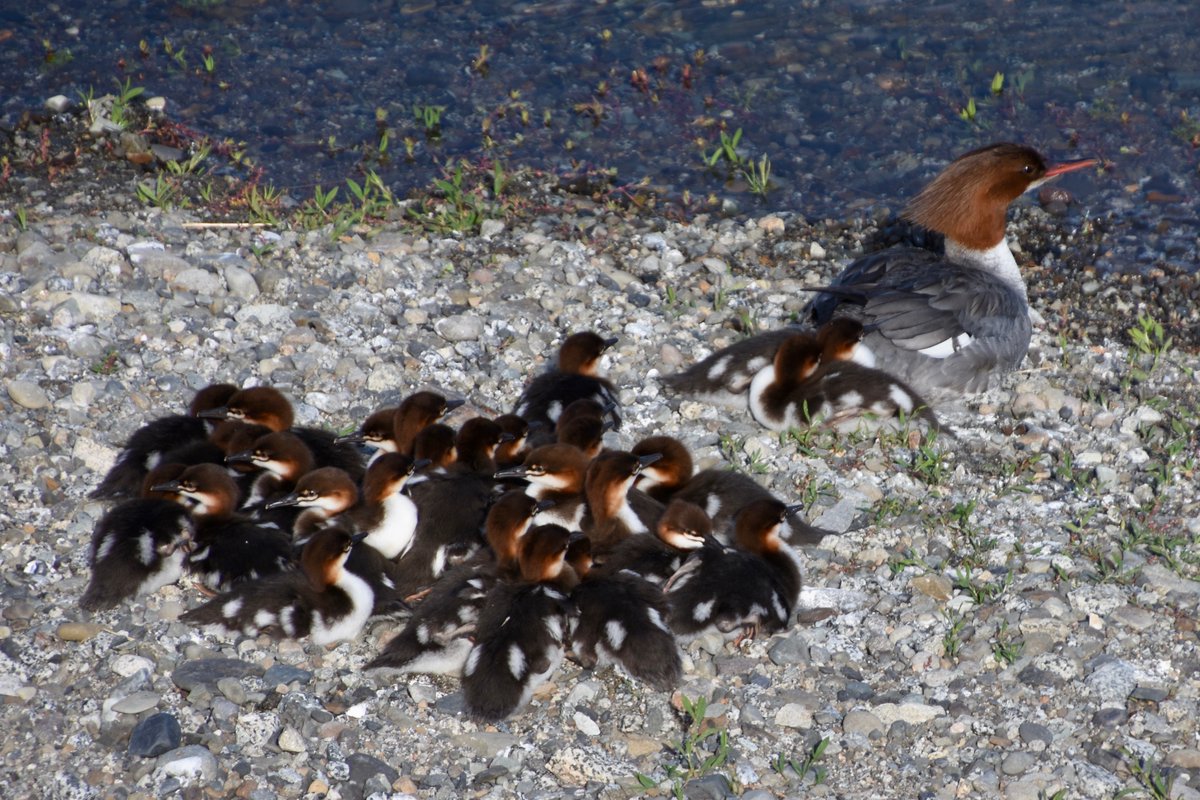 Ask a merganser & they can tell you, being a mom is hard work. Mergansers know it can take a village to raise their offspring, & they will share nests & chick rearing to spread the work around. Happy Mother's Day to all the moms, caregivers, & mother figures. NPS photo/B. Lutes