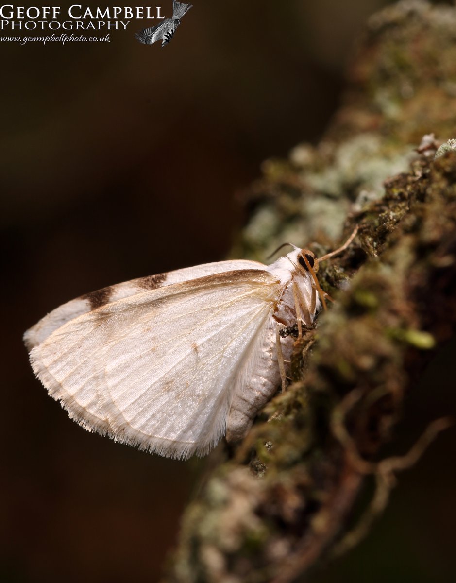 White-pinion Spotted (Lomographa bimaculata) N. Antrim, May 2024. This attractive moth appears to be established in N. Antrim. First recorded in the region in 2022, it was seen last year & again this, at different sites #moths #mothsmatter @UlsterWildlife @BCNI_ @savebutterflies