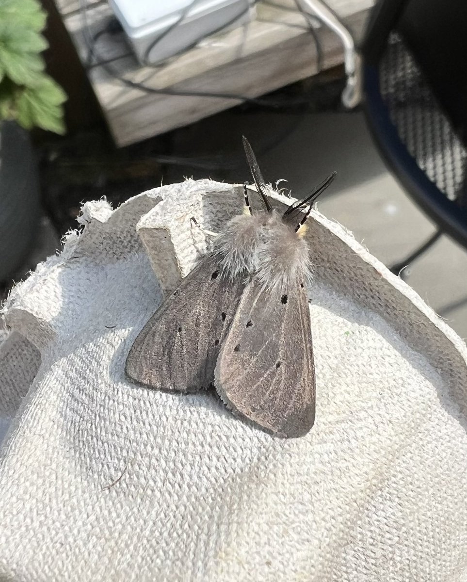 A smart male Muslin moth this morning but quite otherwise! #mothsmatter @Willowglass12 @CliveAshton5 @DerbysWildlife