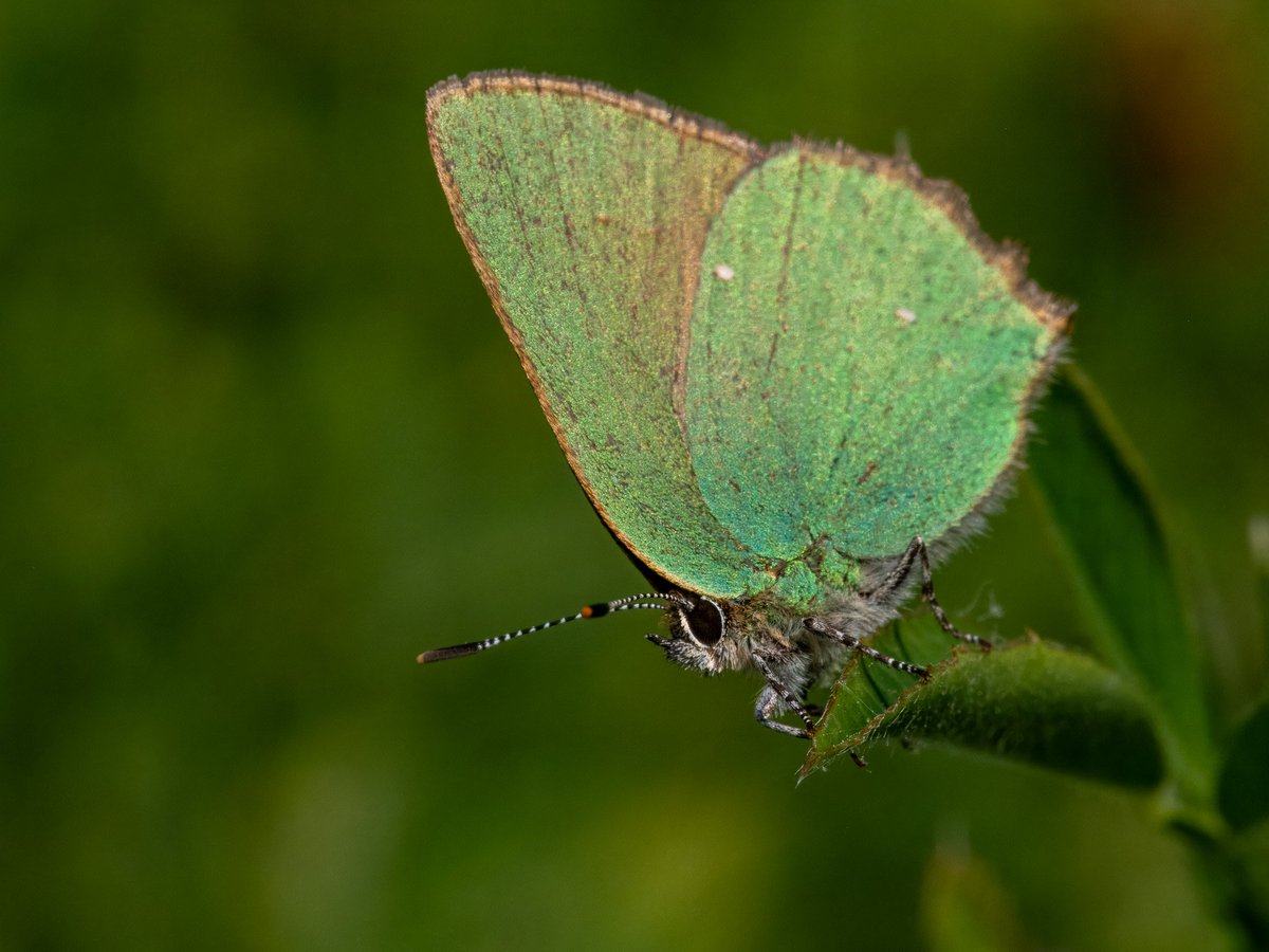 It was great to see at least 3 Green Hairstreaks on Patch at @E17Wetlands yesterday! Also 2 Small Copper, Peacock, Small and GV Whites butterflies, Redeye, Common blue, Azure Damselfies and Banded Demoiselles! @SaveLeaMarshes @WeLoveE17Marsh @WildLondon @OMSYSTEMcameras
