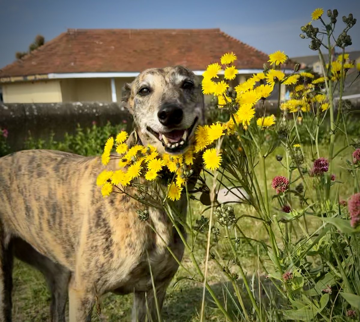 Good morning from sunny Minehead... #Greyhound #Minehead #Exmoor #SummerVibes