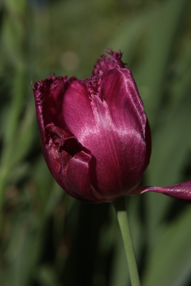 Tulip 😃 #Photography #Flowers