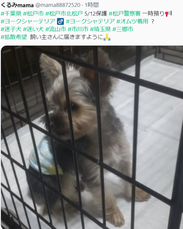 同じお家の子で、飼い主さん迎えに行かれるそうです☀️ 情報発信ありがとうございました🙏 #千葉県 #松戸市 #迷子犬 #迷い犬 #トイプー #ヨーキー