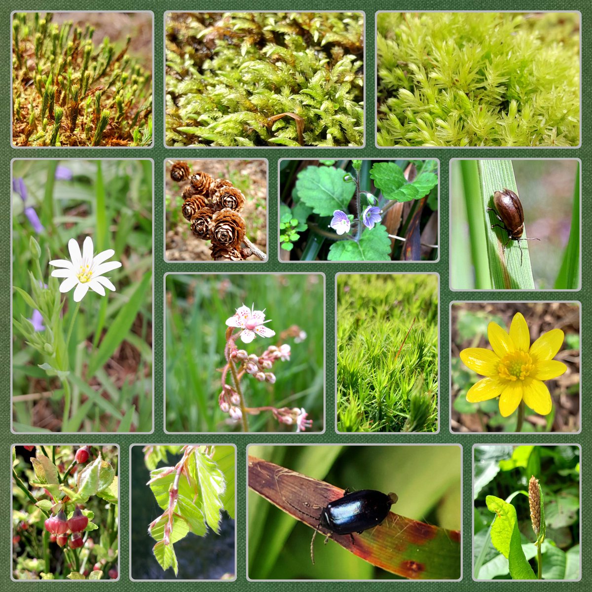 Mosses, flowers, beetles and beautiful nature - our latest walk in West Yorkshire

#Mosses #Flowers #Beetles #Nature #Wildflowers #NaturePhotography #ThePhotoHour @Britnatureguide #TwitterNatureCommunity #TwitterNaturePhotography @365DaysWild #OurBeautifulWorld #Outdoors