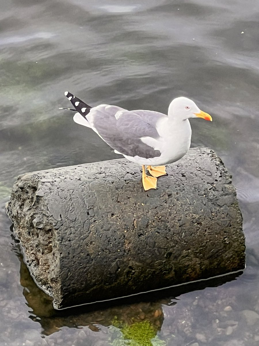 Sunday seagull on the riverbank in Hammersmith #yellowleggedgull #seagull #birdwatching #minimiseourhumanfootprint