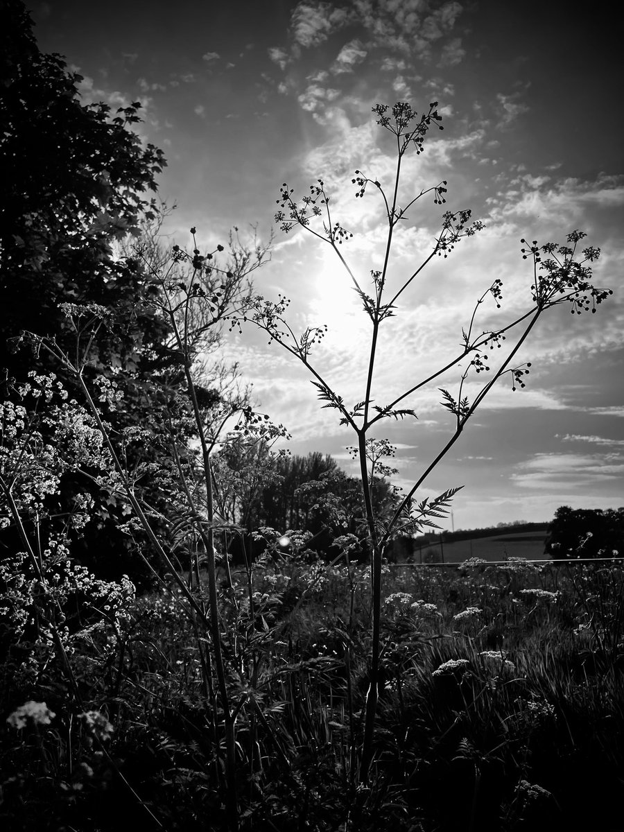 Cow parsley, River Nore, Thomastown.