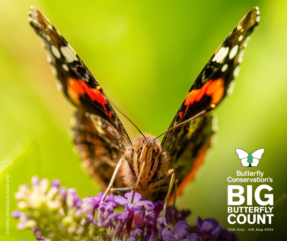 Big Butterfly Count is back! 🦋 Get out for the Count from the 12 July - 4 August 2024

Can you help us to make this the biggest year yet? Find out more 👇 
butterfly-conservation.org/news-and-blog/…

#BigButterflyCount
