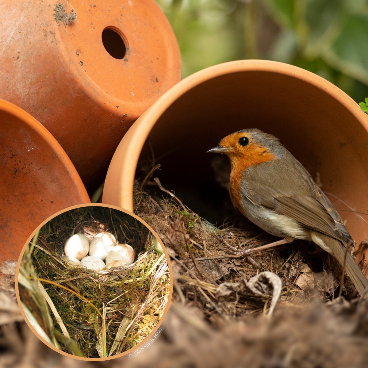 Today's #NestKnowledge: The adaptable Robin! Beloved garden companions, Robins are known to nest in unconventional spots like flowerpots or even old boots. Thick & cosy, their nests are built from leaves & moss Egg ID: 3-4 pale white or blue tinged, flecked with red brown.