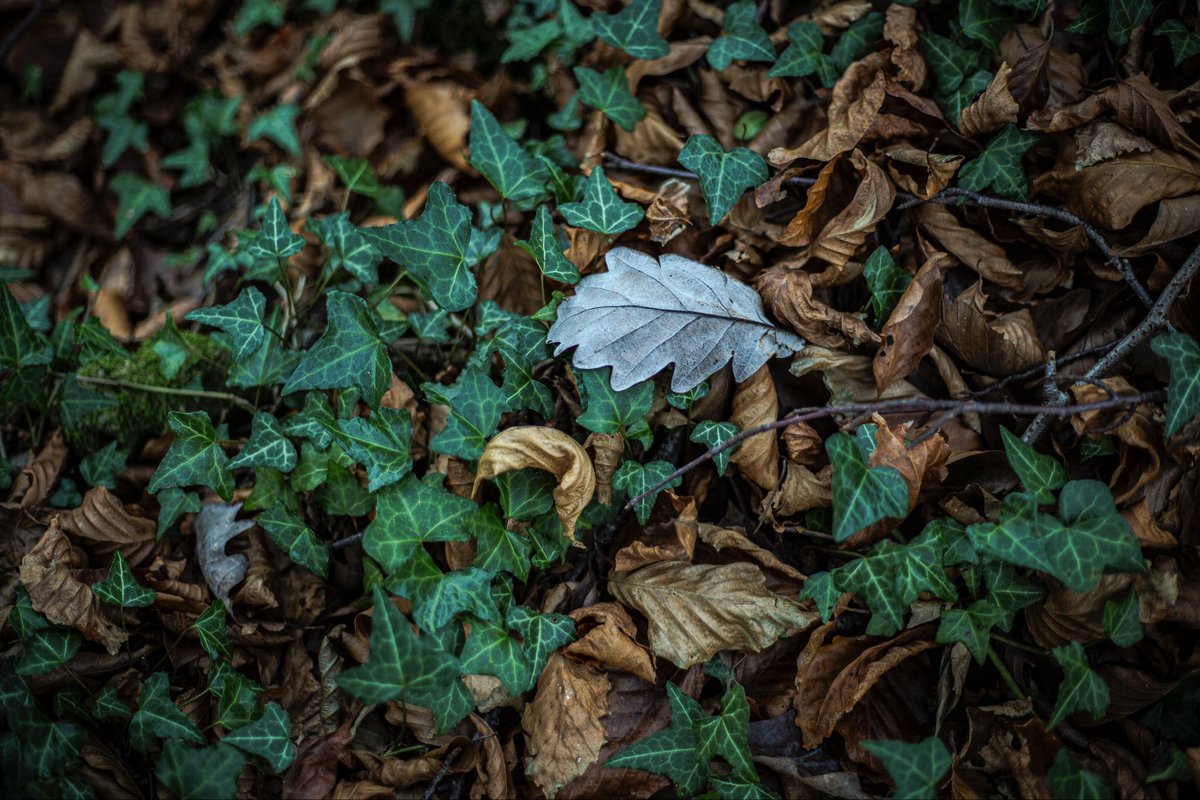 old oak and beech on green ivy

from the series … ‘the fallen’

#photography #photo #nature #beautiful #art #travel #seasons #leaves #woodland #travelphotography #canon5d #townandcountry #ivy #oak #beech #ThePhotoHour #uk #wales #rural