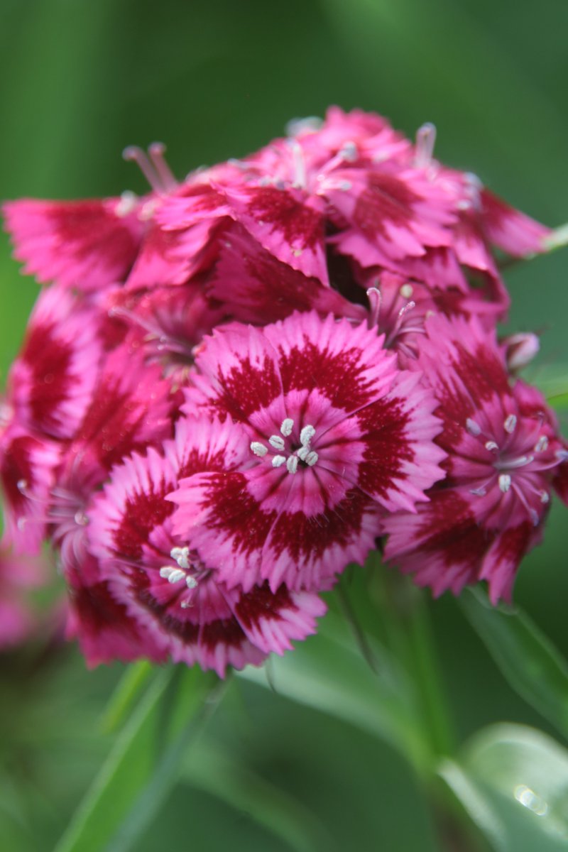 Sweet William😘 #Photography #Flowers #DianthusBarbatus