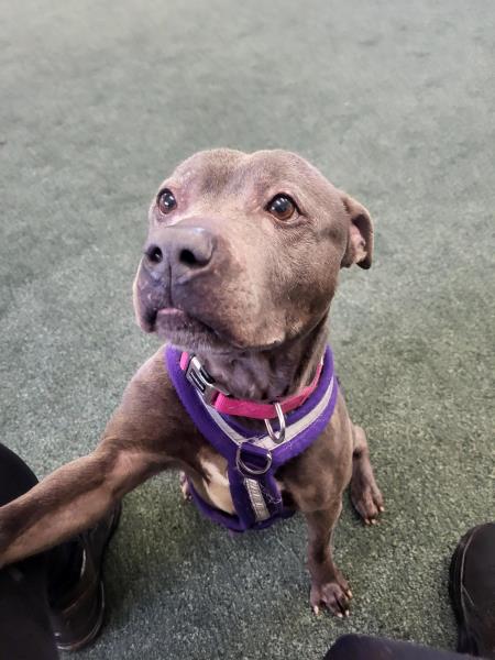 Please retweet to help Maggie find a home #NOTTINGHAMSHIRE #UK 
Sweet Staffordshire Bull Terrier aged 8. Sadly she has not lived in a home for a few years. She needs to be the only pet but can live with children aged 11+. Please give her an extra share, so she can finally find…