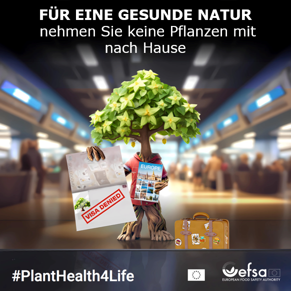 Heute ist der Internationale Tag der #Pflanzengesundheit. Dieser Tag macht darauf aufmerksam, wie wichtig es ist, Landwirtschaft, Natur und Wälder vor neuen Pflanzenschädlingen zu schützen. Dazu können alle beitragen. Mehr Infos ➡ campaigns.efsa.europa.eu/PlantHealth4Li… #PlantHealthDay