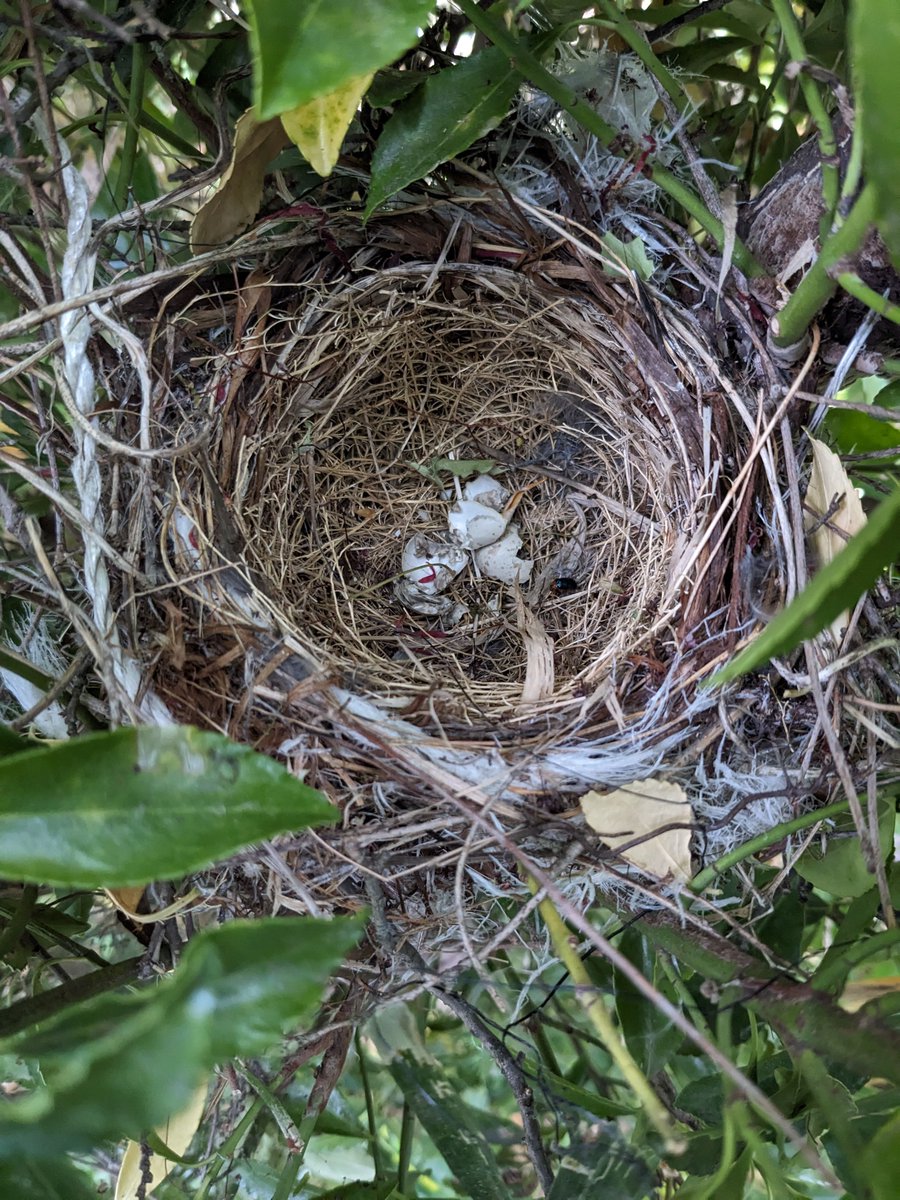 5月13日(月)
おはようございます
＃キリトリセカイ ＃自然観察
庭に作られた百舌鳥の巣です
(内寸 φ90mm x D50mm)
先週の金曜日に一羽、巣立ちました。