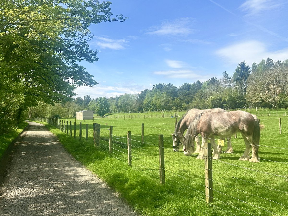 Wishing everyone a peaceful day and week ahead with my favourite scenes from Thursday’s sunny nature walk. ☀️🕊️💚 #landscapephotography #NaturePhotography #PhotographyIsArt #Scotland #ThePhotoHour