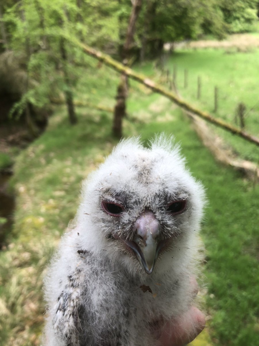 🪺 Nesting season begins! 🦉 3 tawny owl boxes & 2 kestrel boxes occupied this year. 🦅 All of the chicks will be ringed as part of @ScotRaptorStudy , a citizen science project which keeps track of the health of raptor, owl & raven populations. @BBCSpringwatch @ThePhotoHour