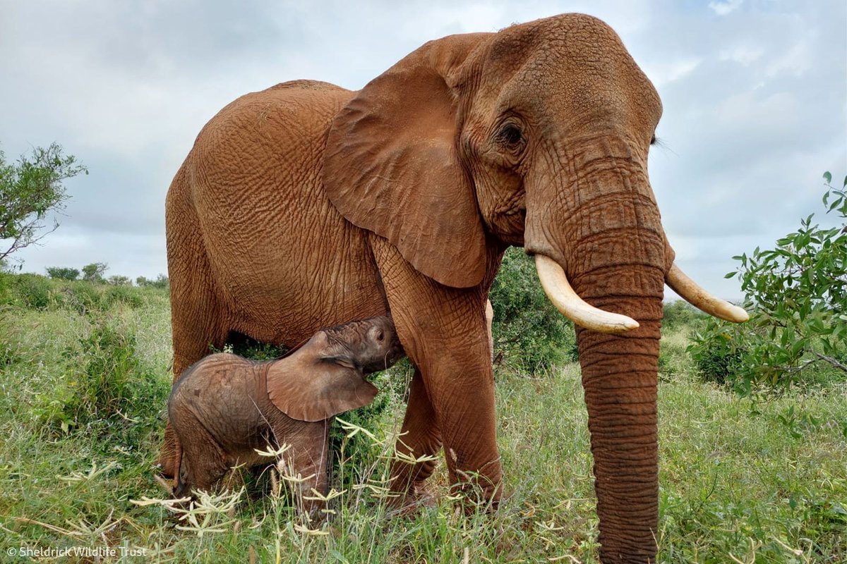 Here’s to the mothers, matriarchs and maternal figures in our lives, who protect and guide us, navigate our tantrums and show us unconditional love. Happy #MothersDay to all those fulfilling this special nurturing role, in whatever form it may take. 💚