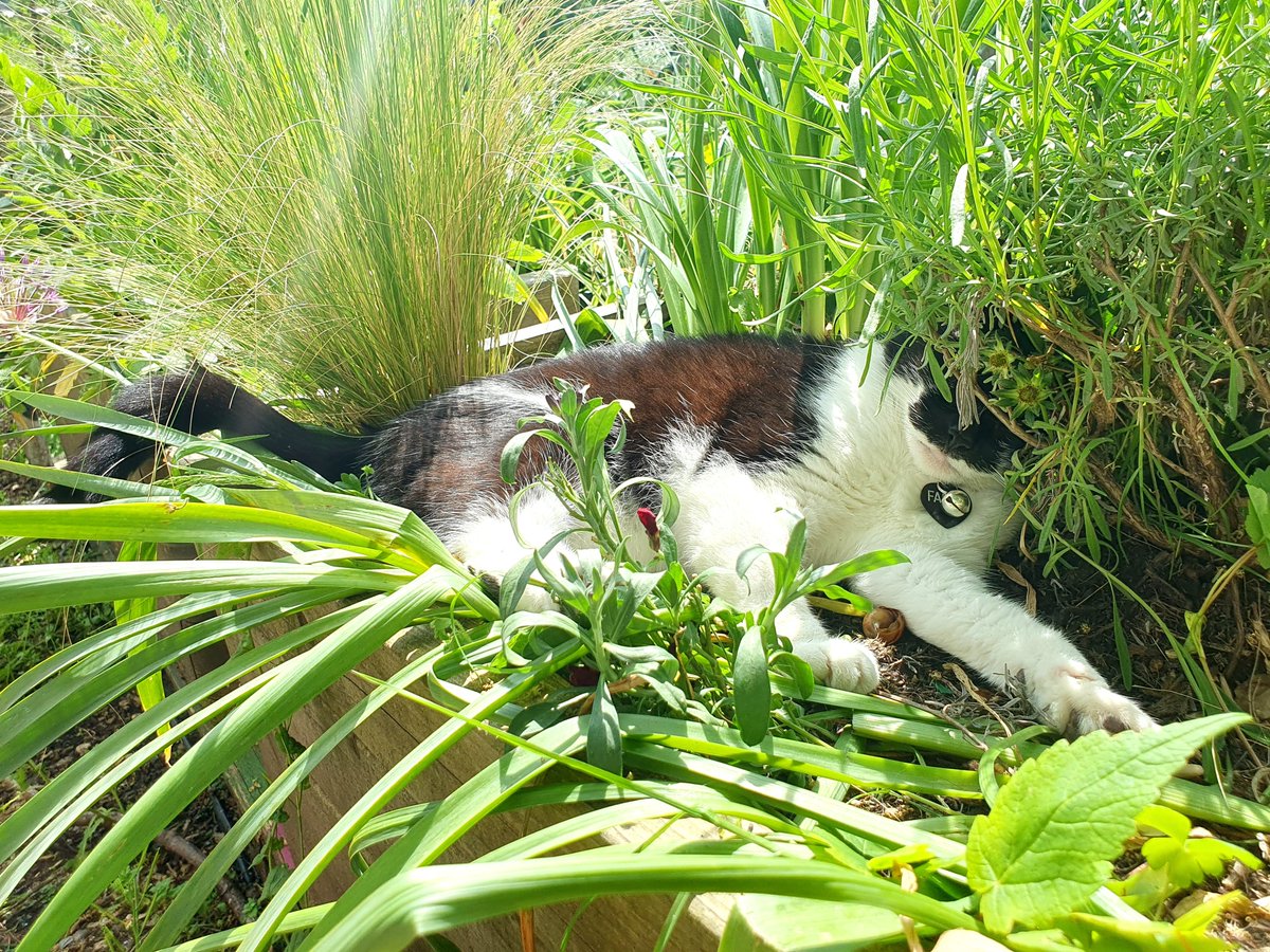 Some summer ☀️ days just laying in the lavender is perrrrfect...