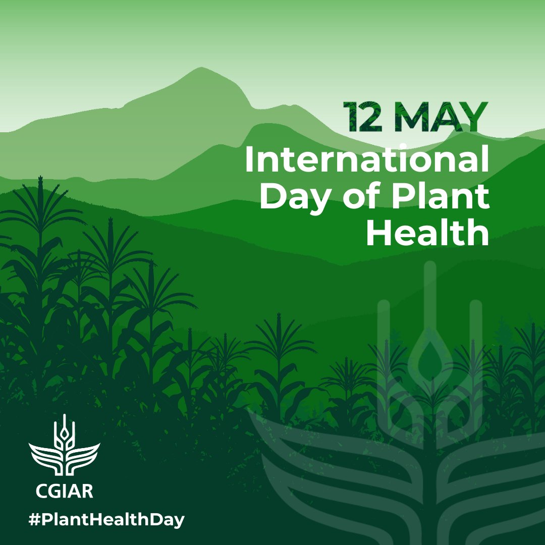 On #PlantHealthDay, explore how @CGIAR research helps keep plants healthy in the face of threats like pests and climate change. 🌱 Practical Solutions 🤝 Fair & Inclusive Approaches 💹 Data & Eco-Friendly Practices on.cgiar.org/3UI0j5f #RootForTheBest