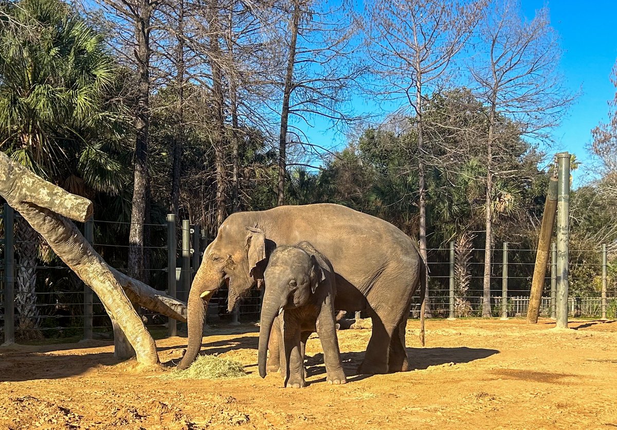 We’re celebrating TWO 🐘 birthdays today! Tucker turns 19 and Nelson turns 4. Stop by the Zoo with your family today to see our Asian elephants and wish them both a happy birthday. 🎉 ⁣ ⁣ 📸: Elephant Supervisor Kristin