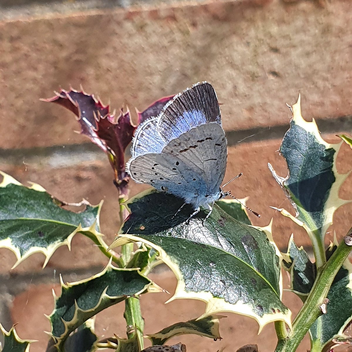 More visits yesterday 💙 #inmygarden #lowestoft @savebutterflies @BC_Suffolk